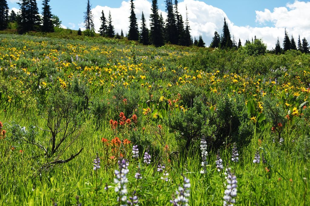 South Hills Wildflowers